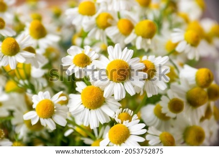 Chamomile flower field. Camomile in the nature. Field of camomiles at sunny day at nature. Camomile daisy flowers in summer day. Chamomile flowers field wide background in sun light Royalty-Free Stock Photo #2053752875