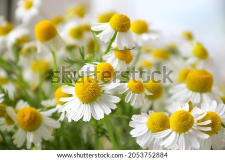 Chamomile flower field. Camomile in the nature. Field of camomiles at sunny day at nature. Camomile daisy flowers in summer day. Chamomile flowers field wide background in sun light Royalty-Free Stock Photo #2053752884
