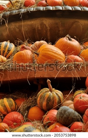 Pumpkins are an extensive family of plants. They can be annual and perennial, giant or tiny, edible or technical, which are used to make dishes.