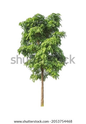 Green trees that are isolated on a white background