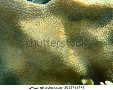 Small knob coral (Plesiastrea versipora) undersea, Red Sea, Egypt, Sharm El Sheikh, Nabq Bay
