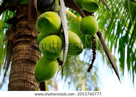 heap of coconut in coconut plantation Royalty-Free Stock Photo #2053760777