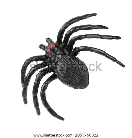 black spider on white background.