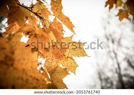 Autumn vibes in Finnish nature