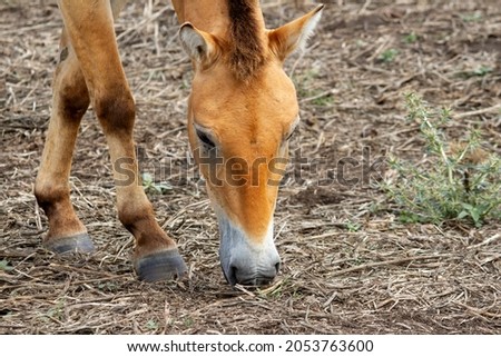 'Przewalski' wild horse looking for food on the ground. Close up of orange or dun colored horse with white nose, bred in Hortobágy, Hungary