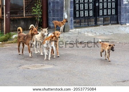 Half-a-dozen stray street dogs roaming in a residential area in north India Royalty-Free Stock Photo #2053775084
