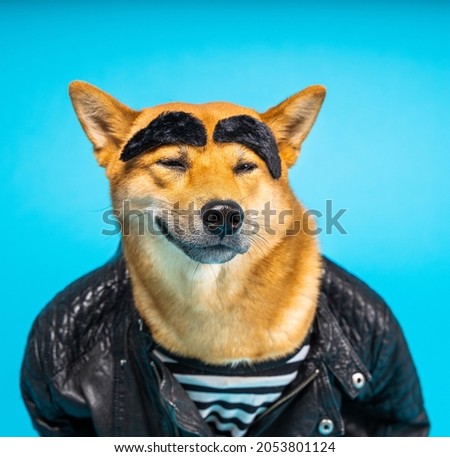Funny dog Shiba Inu in leather jacket and striped t-shirt with wide eyebrows satisfied cocky relaxed smiling face expression. Cool bad guy easy going attitude. Fun joke animal theme. Blue background