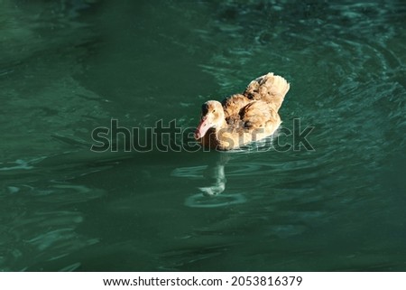 Cute ducks swimming in pond on sunny day. Nature reserve