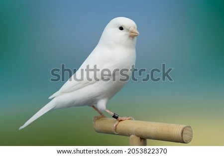 White canary bird perched in softbox Royalty-Free Stock Photo #2053822370