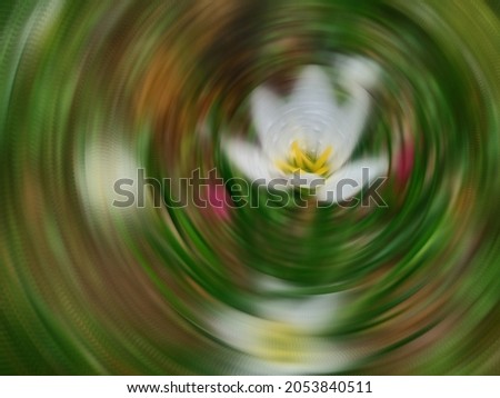 radial blur of lily flower photo for unique abstract background