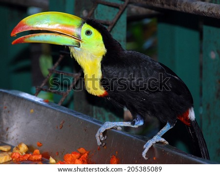 Toucans are members of the family Ramphastidae of near passerine birds from the Neotropics. The Ramphastidae family is most closely related to the American barbets.