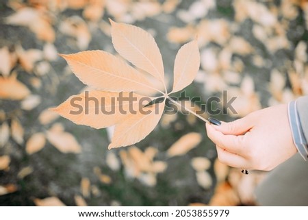 person holds in hand a yellow autumn leaf. autumn picture