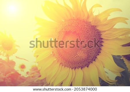 Beautiful of blooming sunflowers against sunset golden light. Close-up of sunflower.