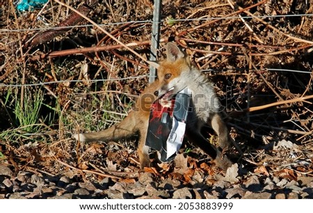 Fox cub playing with a discarded magazine