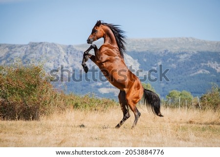 Beautiful adult bay arabian stallion doing levade in freedom in summer Royalty-Free Stock Photo #2053884776