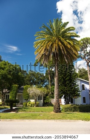 Natural palm tree against the blue sky with space for text.