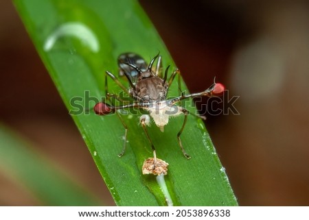 A close up shot of a Stalke-eyed fly on a green leaf. Royalty-Free Stock Photo #2053896338