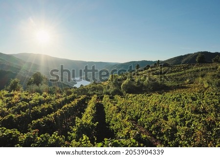 Vineyards in Ribeira Sacra and Sil river canyon in the background, Galicia, Spain Royalty-Free Stock Photo #2053904339