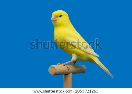 Yellow canary bird perched in softbox Royalty-Free Stock Photo #2053921265