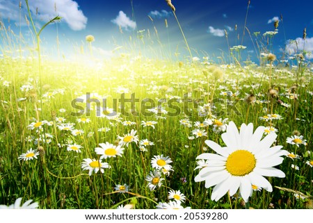 field of daisies and perfect sky