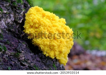 Amazing colourful slime mold  Fuligo septica - slime molds are interesting organisms between mushrooms and animals    Royalty-Free Stock Photo #2053933514