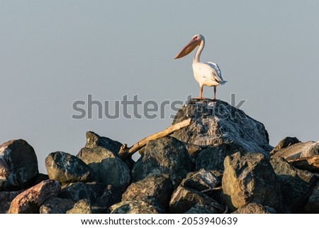 The common pelican on a group of stones, on the Sulina Canal in the Danube Delta, Romania