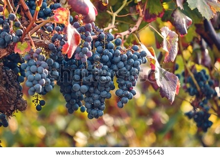 Vitis vinifera grape vine dark blue ripe fruits Royalty-Free Stock Photo #2053945643