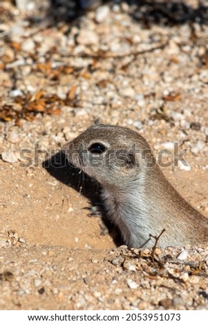 Round tailed ground squirrel, Xerospermophilus tereticaudus, a small prairie dog like, cute rodent that is native to the American Southwest and northern Mexico. Sonoran Desert, Tucson, Arizona, USA.