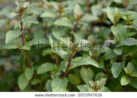Chocolate mint leaves - Latin name - Mentha x piperita f. citrata Chocolate Royalty-Free Stock Photo #2053967636