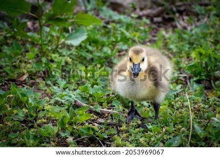 Adorable Yellow Furry Baby Geese