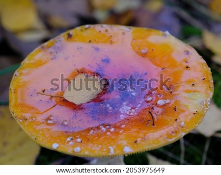 Water filling cap of fly amanita mushroom (Amanita muscaria) during autumn day in forest, a leaf is floating in the water