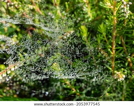 Closeup of beautiful lace of spider web threads covered by small round dew drop in green vegetation in early morning