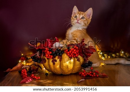 A Halloween cat sits in a bucket of pumpkin for candy. Slill life with pumpkin. High quality photo