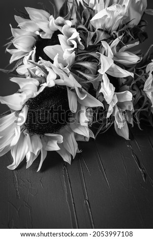 A black and white close up picture of sunflowers on a dark surface.
