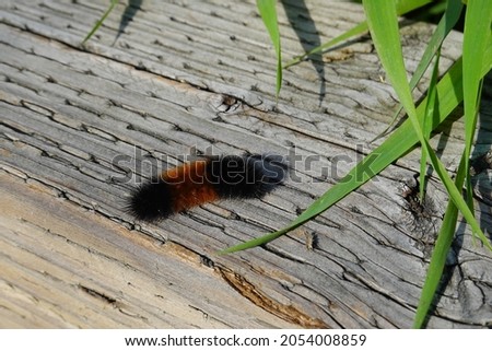 Pyrrharctia isabella, the isabella tiger moth, whose larval form is called the banded woolly bear, woolly bear, or woolly worm, occurs in the United States and southern Canada.