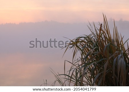 Wet grass in dew by the lake in a pink mist at dawn