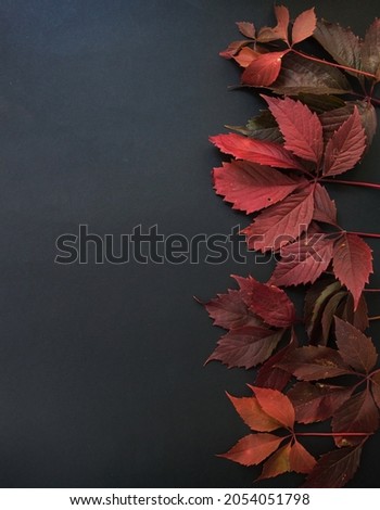 red autumn leaves on a dark background. leaves background. photo above. black friday. discounts. stock. leaf fall. price drop
