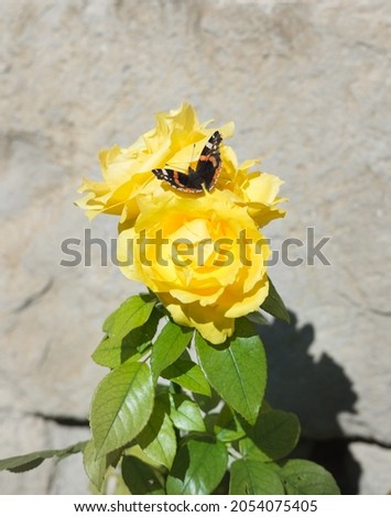 Butterfly on yellow Roses. Bloom flowers. Outdoors.