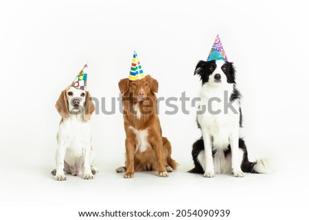 Three dogs wearing party hats, celebrating birthday
