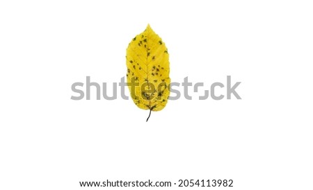 Yellow leaf isolated on white background. The leaflet is sick