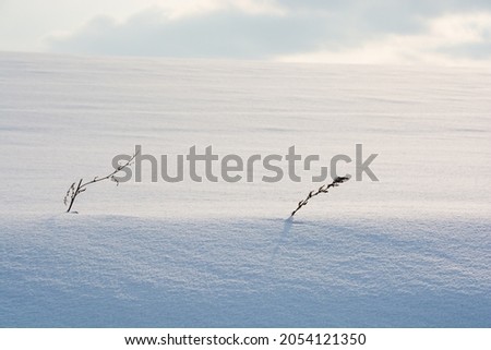 Wild grass withered remain in a snowy field
