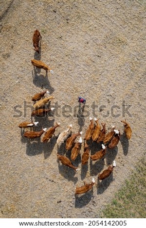 aerial photography from a drone of a farmer herding his cows