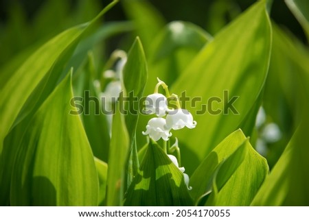 Lily of the valley flowers. Natural background with blooming lilies of the valley