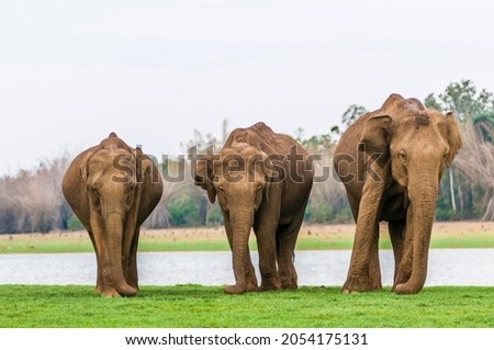 Family of Asian elephants or Indian elephants (Elephas maximus), Kabini River, Nagarhole National Park, Karnataka, India Royalty-Free Stock Photo #2054175131
