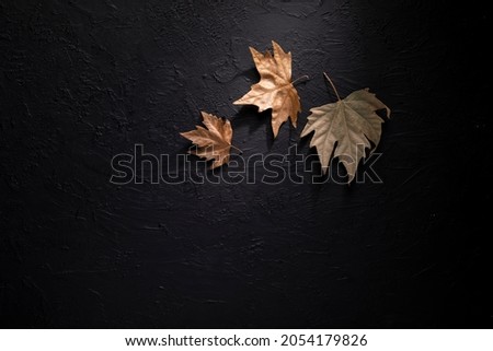 cover photo autumn leaves on dark background