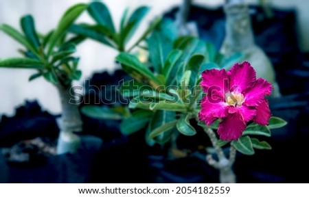 exotic flower with multi layer petal and flower adenium obesum blooming, succulent flowering plant adenium commonly known as desert rose. red, magenta, green color