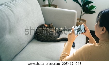 Cat lover female hands taking photo her lovely cat at home friendship Animal lover  lifestyle concept.