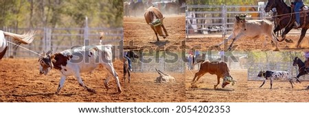 Panoramic collage of calves being lassoed by cowboys in a calf roping competition at a dusty country rodeo