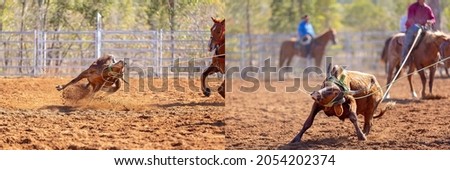 Panoramic collage of calves being lassoed by cowboys in a calf roping competition at a dusty country rodeo