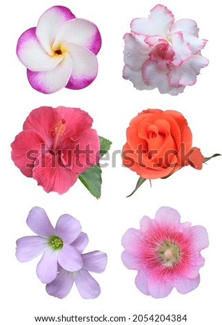 Collection of various head single flowers isolated on white background. Top view many colorful head flowers. Seamless of flowers.
